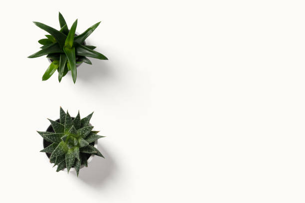 istock Top view small green cactus plant in pot isolated on white desk background with copy space. 1303350920