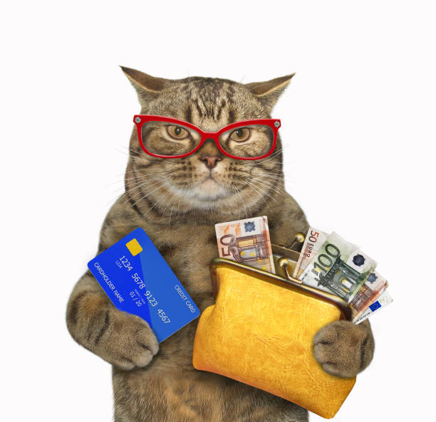 istock Cat holds wallet with euro 1303351644
