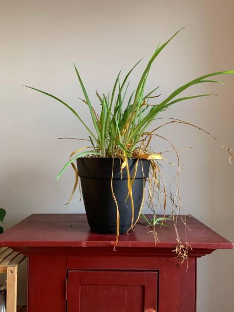istock Dying Wilting Spider Plant 1303352358