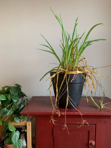istock Dying Wilting Spider Plant 1303352386