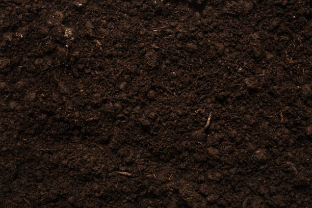 istock Black land for plant background. 1303353226