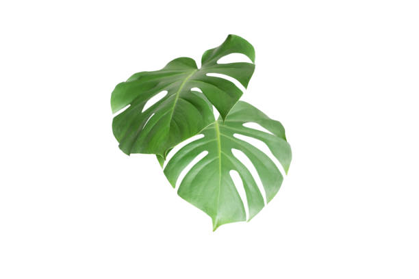 istock Green plant monstera on white background. 1303353302