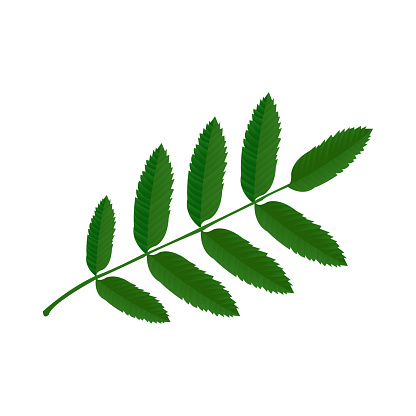 Green ash leaf icon on white background realistic vector illustration
