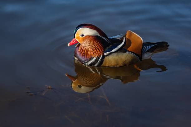 カラフルな男性のマンダリンアヒルの肖像画をクローズアップ - duck pond mandarin red ストックフォトと画像