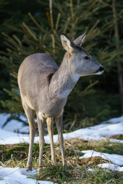 istock Roe deer in forest, Capreolus capreolus. Wild roe deer in winter nature. 1303358317
