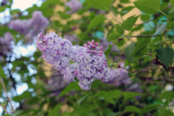 Lilac or Common lilac (Syringa vulgaris) in Teich Park, Ax-les-Thermes, Pyrenees Ariegeoises, France stock photo