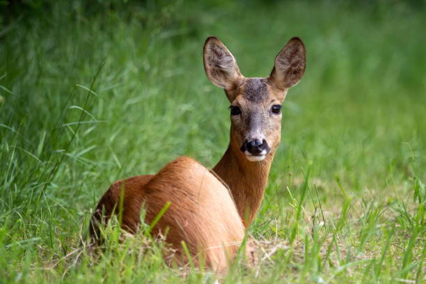 istock Roe deer in forest, Capreolus capreolus. Wild roe deer in nature. 1303358363
