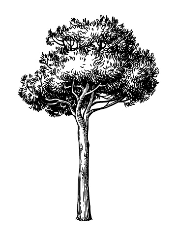 Hand drawn vector illustration of stone pine tree. Isolated on white background. Retro style.