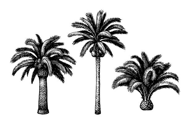 Ink sketch of date palm. Hand drawn vector illustration of date palm trees. Ink sketch isolated on white background. Retro style. date palm tree stock illustrations