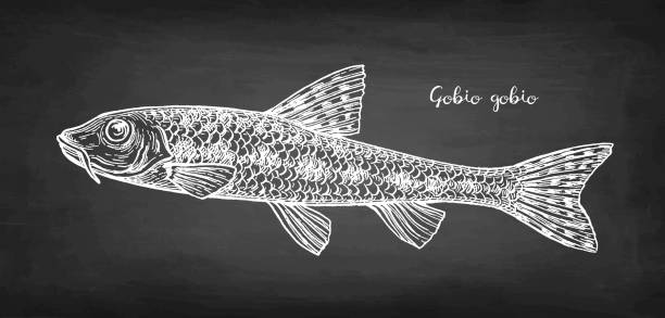 Gobio gobio fish chalk sketch Gobio gobio. Small freshwater fish. Chalk sketch on blackboard background. Hand drawn vector illustration. Retro style. gobio gobio stock illustrations