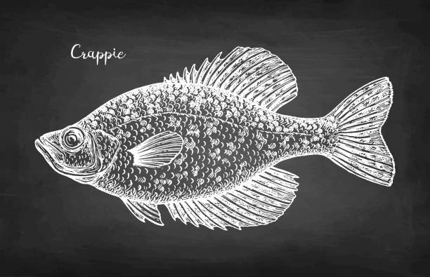 Crappie fish chalk sketch Crappie. Freshwater fish. Chalk sketch on blackboard background. Hand drawn vector illustration. Retro style. crappie stock illustrations
