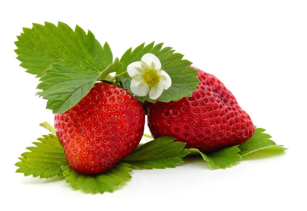istock Two red strawberries and green leaves with a flower. 1303359866
