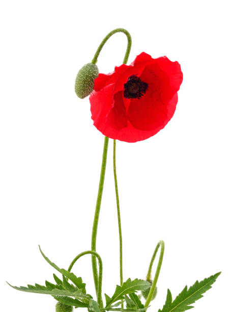 istock One red poppy flower on a stalk. 1303359879