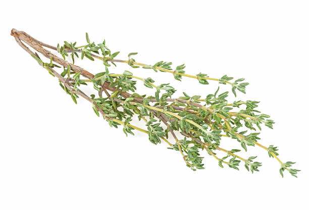 istock Thyme branch herb isolated on a white background. Green thyme. 1303360665