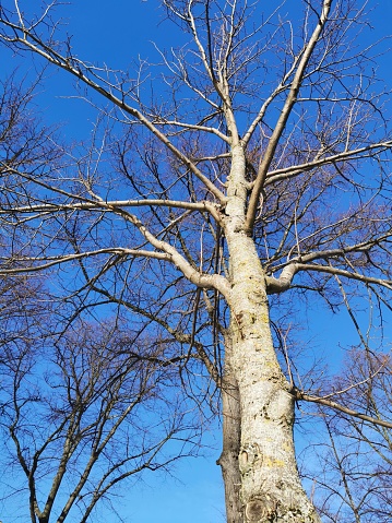 Beautiful tree branches in winter with clear blue sky in background