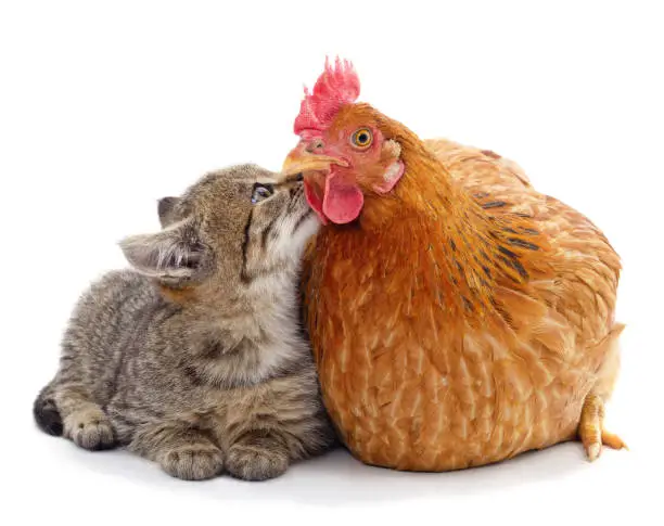 Photo of Kitten kissing a chicken.