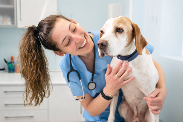 młoda szczęśliwa pielęgniarka weterynaryjna uśmiecha się podczas zabawy z psem. wysokiej jakości zdjęcie - portrait animal hospital embracing holding zdjęcia i obrazy z banku zdjęć