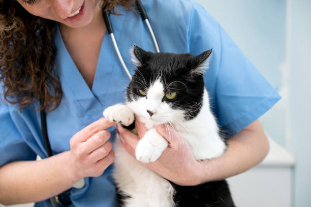 piękna kobieta lekarz weterynarz trzyma ładny biały kot na rękach w klinice weterynarza i uśmiecha się. wysokiej jakości zdjęcie - portrait animal hospital embracing holding zdjęcia i obrazy z banku zdjęć