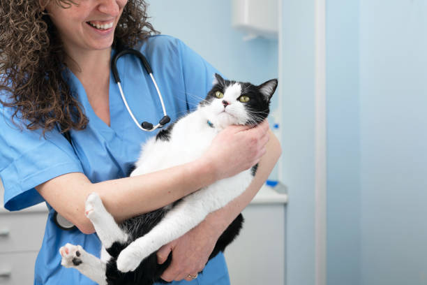 piękna kobieta lekarz weterynarz trzyma ładny biały kot na rękach w klinice weterynarza i uśmiecha się. wysokiej jakości zdjęcie - portrait animal hospital embracing holding zdjęcia i obrazy z banku zdjęć