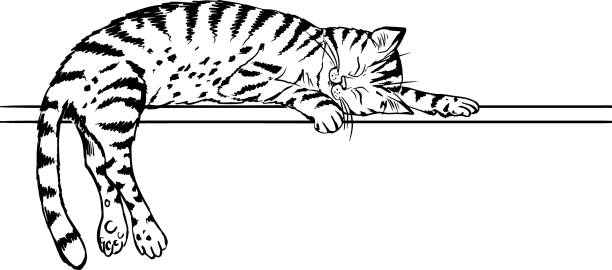 a tabby cat lies on a crossbar and sleeps a tabby cat lies on a crossbar and sleeps, a black-and-white contour drawing by hand, a coloring book, a page for coloring. white background simple cat line art stock illustrations
