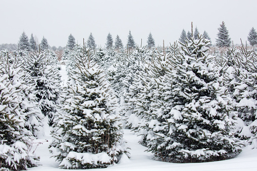 Rows of Wisconsin Christmas trees covered with snow not cut, just before Christmas, horizontal