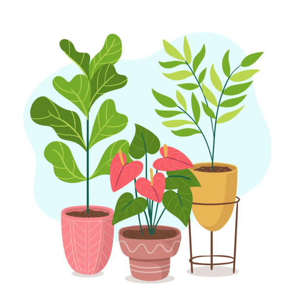 ilustraciones, imágenes clip art, dibujos animados e iconos de stock de hermosas plantas de casas verdes y composición de flores - planta de interior