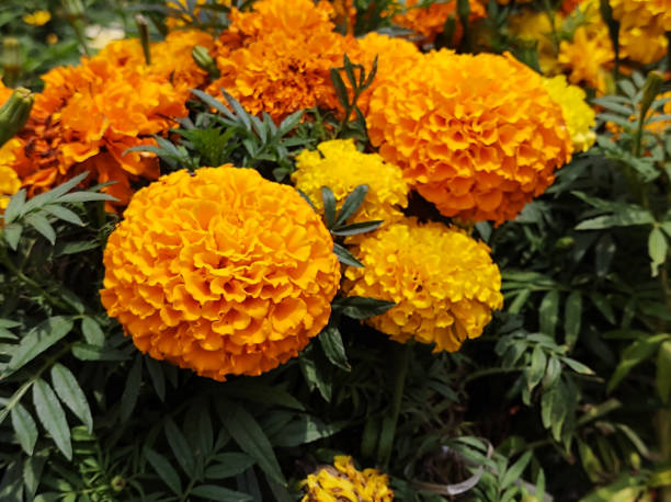 flowers and leaves of the yellow ball (marigold) or yellow carnation flower. - erecta imagens e fotografias de stock