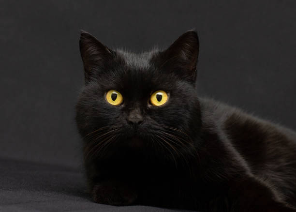 Black cat with yellow eyes on black background