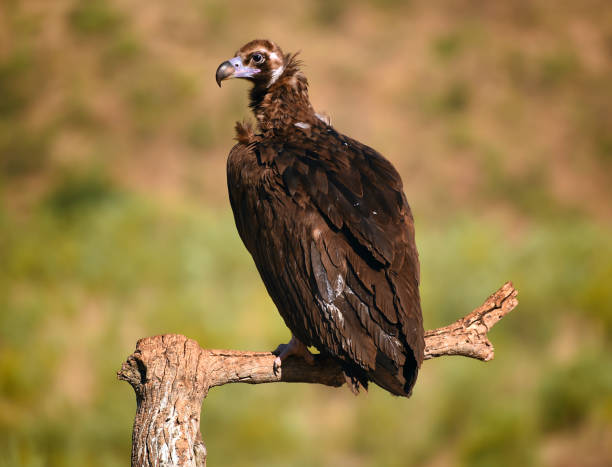 istock A majestic black vulture 1303366410