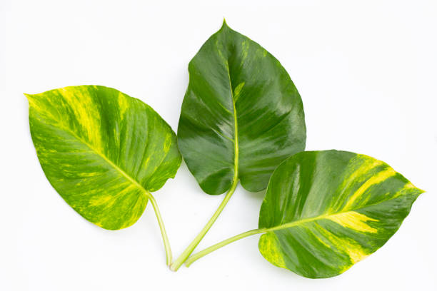 istock Golden pothos or devil's ivy leaves on white background. 1303366500
