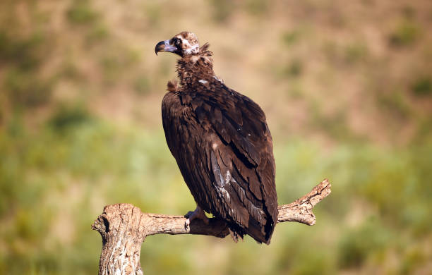 istock A majestic black vulture 1303366614