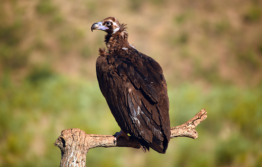 A Lappet-faced vulture in flight in the Serengeti plains – Tanzania