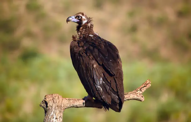 Photo of Majestic black vulture