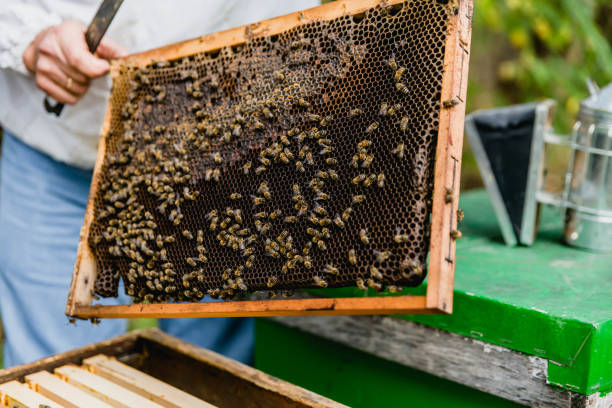 istock Beekeeper checking the honeycomb of a beehive 1303367488