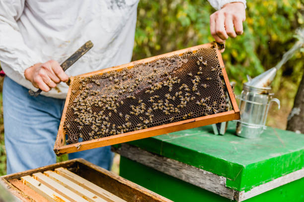 istock Beekeeper checking the honeycomb of a beehive 1303367630