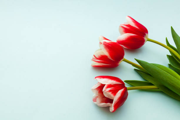 istock Red Tulip on light blue Background. Copy space. Spring and Womens Day concept 1303367768