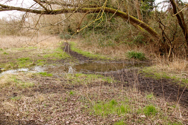 istock Flooded woodland paths in winter 1303367936