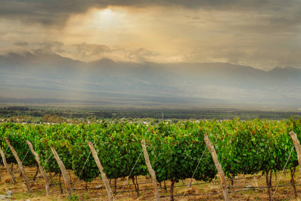 istock Vineyard with Cafayate Valley (Salta, Argentina) at sunset 1303368014