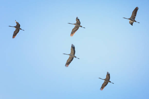 Group of Common crane ( Grus Grus) in the sky above