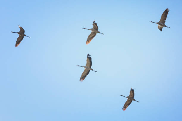 Group of Common crane ( Grus Grus) in the sky above Group of Common crane ( Grus Grus) in the sky above eurasian crane stock pictures, royalty-free photos & images