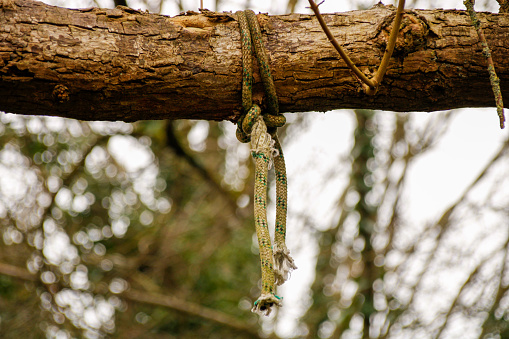 Interlocking Branch Rope Old Rope Tied To Tree Branch Stock Photo - Download Image Now ...
