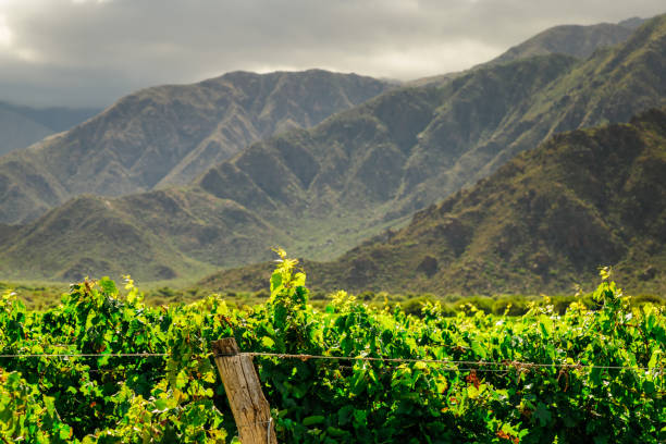 아르헨티나 살타 카파야테에서 일몰 중 언덕이 있는 포도원 - agriculture winemaking cultivated land diminishing perspective 뉴스 사진 이미지