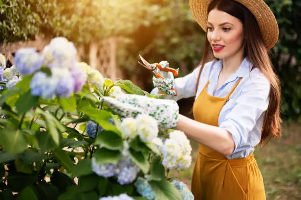 Photo of Charming young woman cutting hydrangea plant