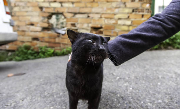 istock Black cat on street 1303370306