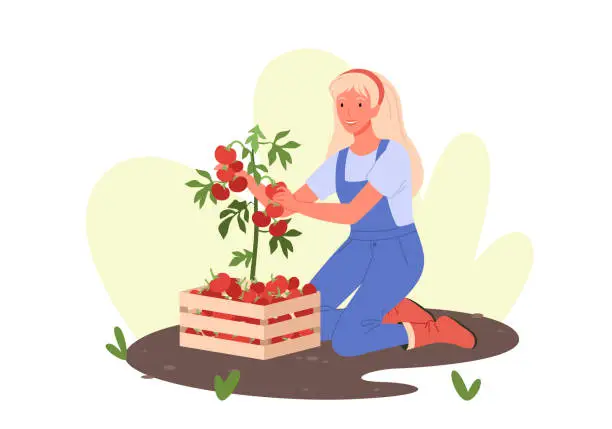 Vector illustration of People farming, happy young woman working in eco garden or farm, harvesting tomatoes