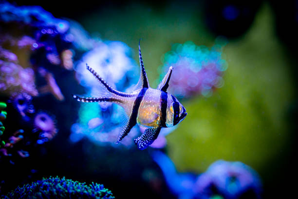 istock Banggai cardinalfish (Pterapogon kauderni) isolated in a reef aquarium with blurred background 1303371224