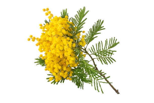 istock Mimosa spring flowers isolated on white 1303373876