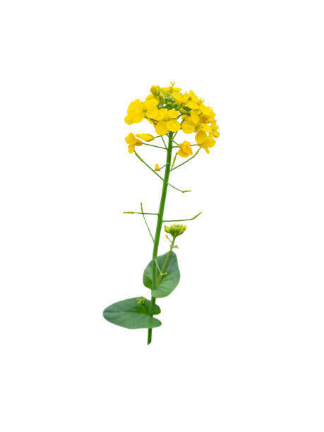 ramo fiorito di colza o canola o brassica napus isolato su bianco. - canola flower foto e immagini stock