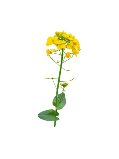 Rapeseed or canola flowering branch isolated on white. Brassica napus plant with bright-yellow flowers.