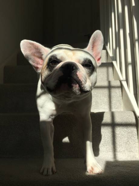 istock Cute French Bulldog 1303374916